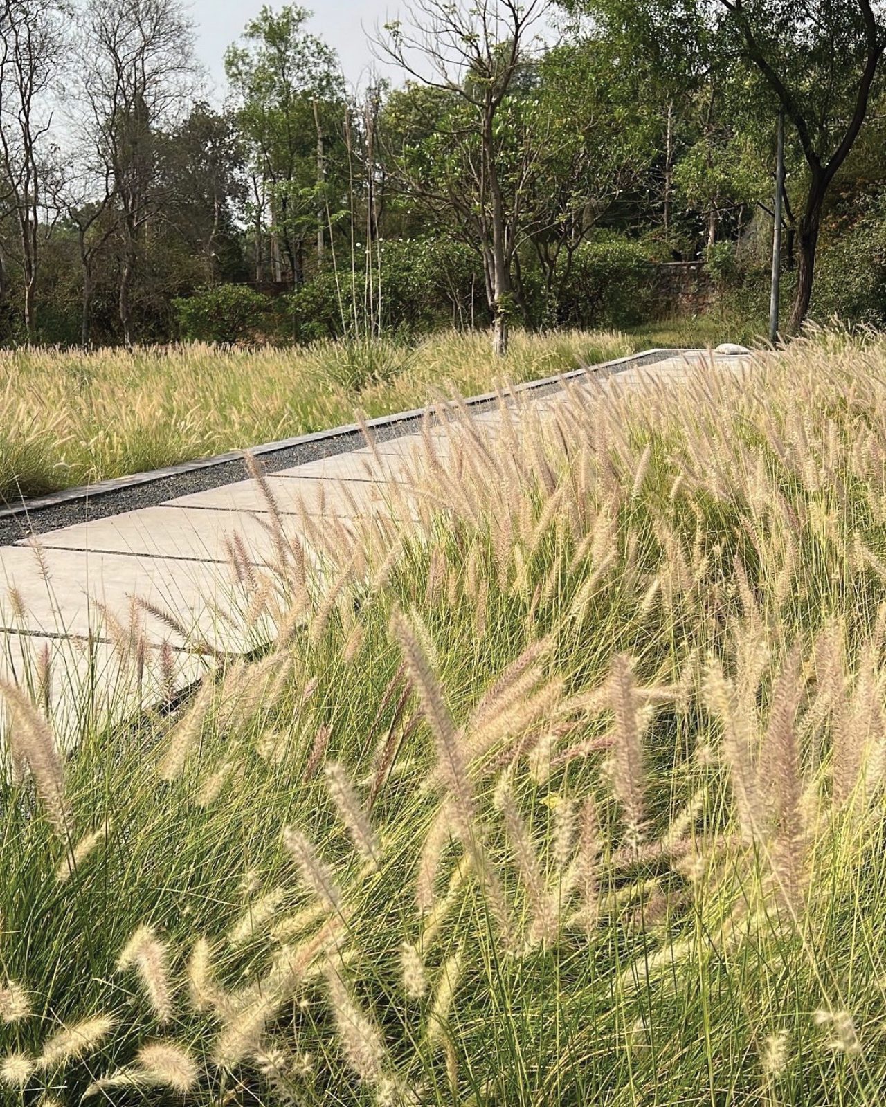 tall grasses along the concrete path