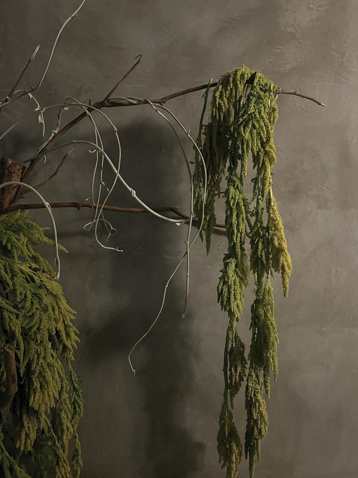 hanging plant forms against concrete